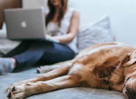 dog friendly coworking