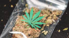 Open a Cannabis Dispensary in California
