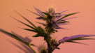 Cannabis Dispensary