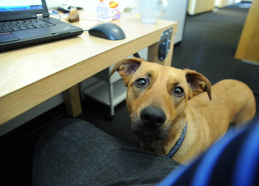 Dog-Friendly Coworking Spaces: Unleash Workday Joy!