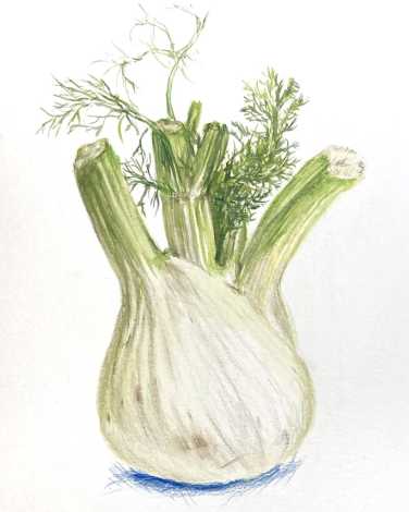 A Kisi employee's amazing fennel drawing!