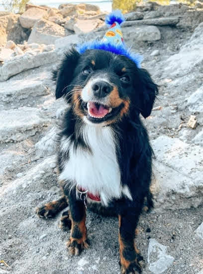 Ebi the dog