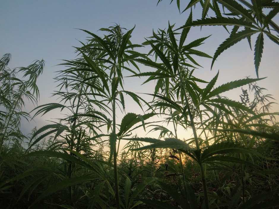 Cannabis Security Plan