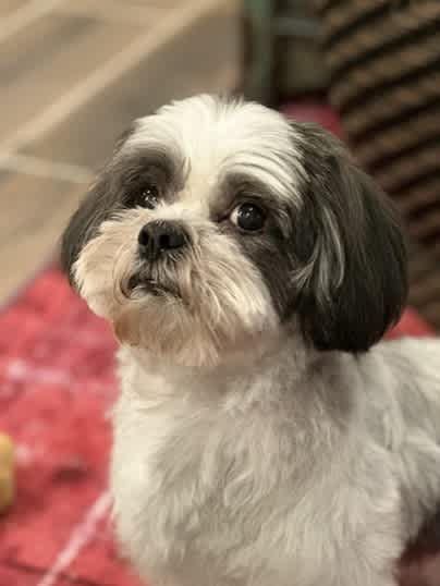 Meet Cooper, the dog