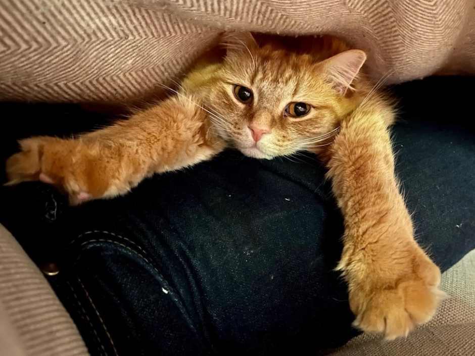 Fluffy cat
