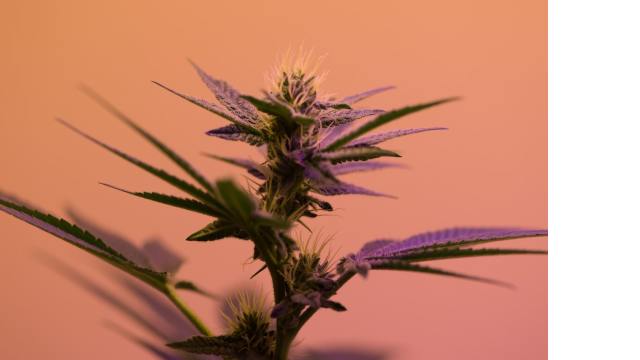 Cannabis Dispensary
