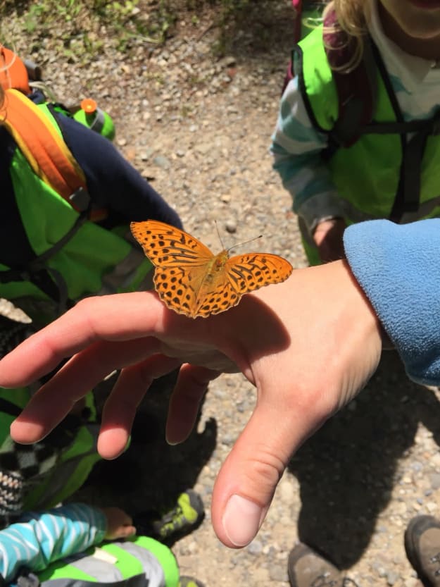 Schmetterling