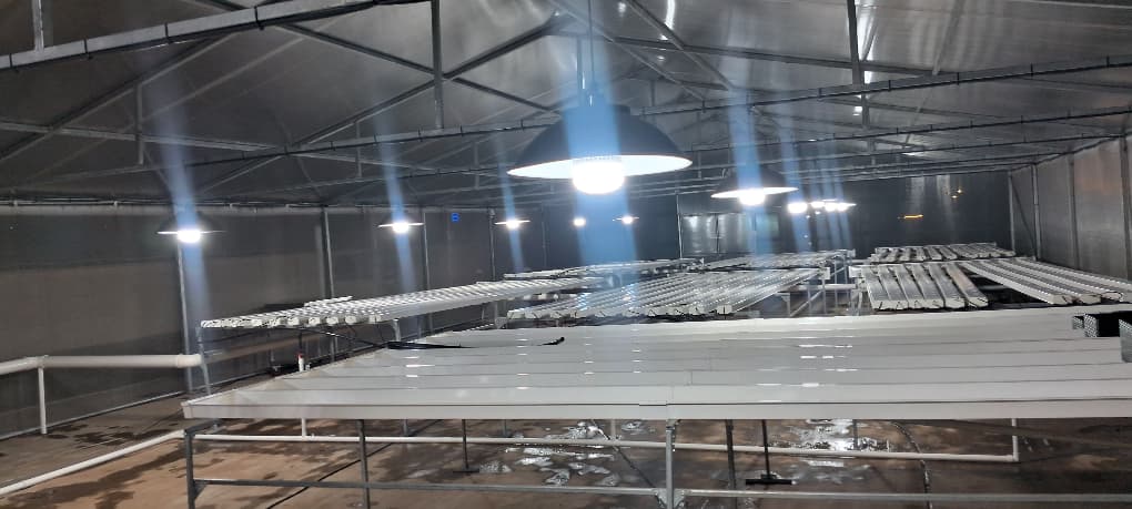 Hydroponic growing system