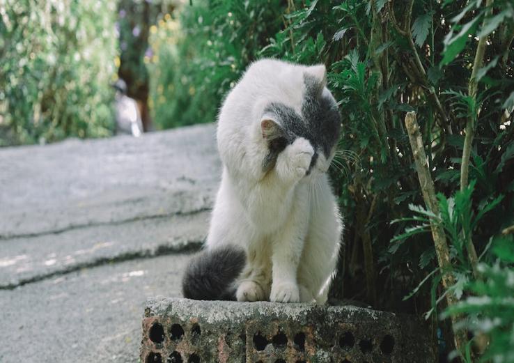dashboard with how to socialize a shy kitten in daylight