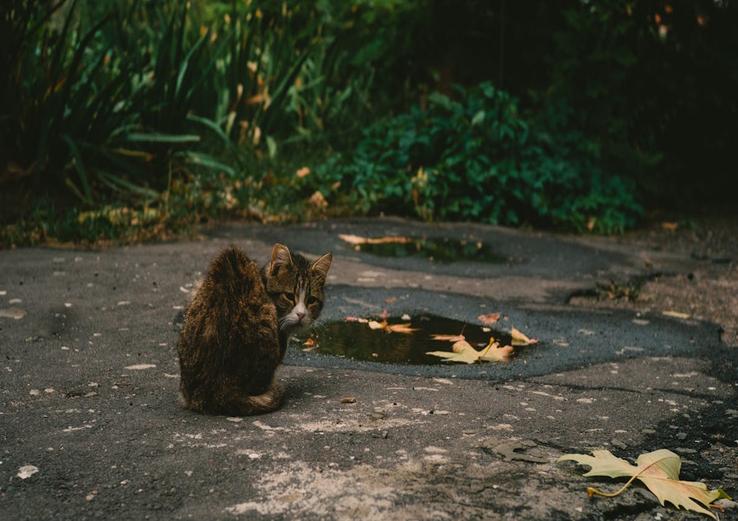 close-up of how to socialize a shy kitten