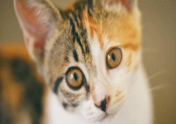 close-up of when do kittens start purring