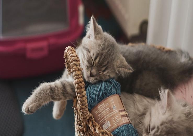 interior with when do kittens start purring 2025