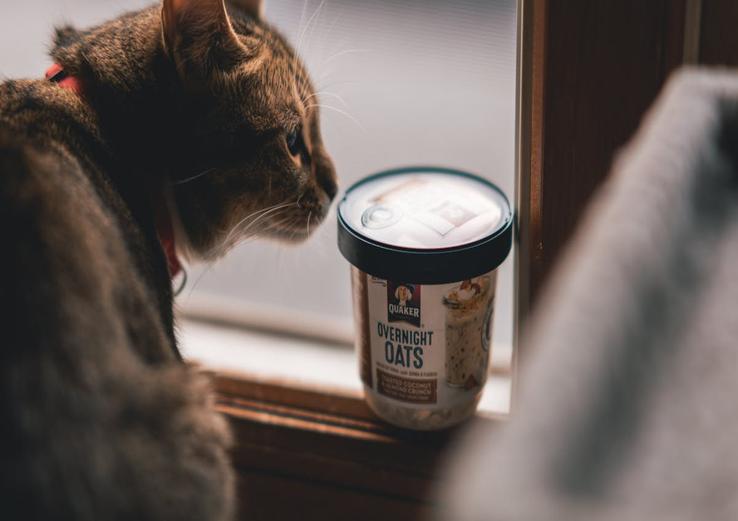 close-up of how to choose kitten food