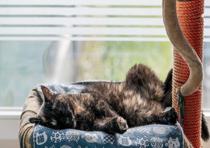 dashboard with how much sleep do kittens need in daylight