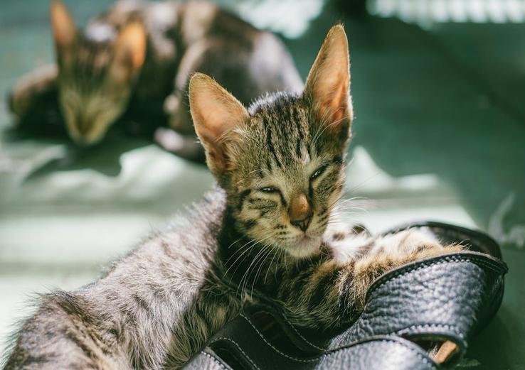 close-up of how much sleep do kittens need
