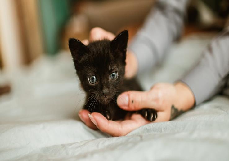 close-up of making your home safe for a new kitten