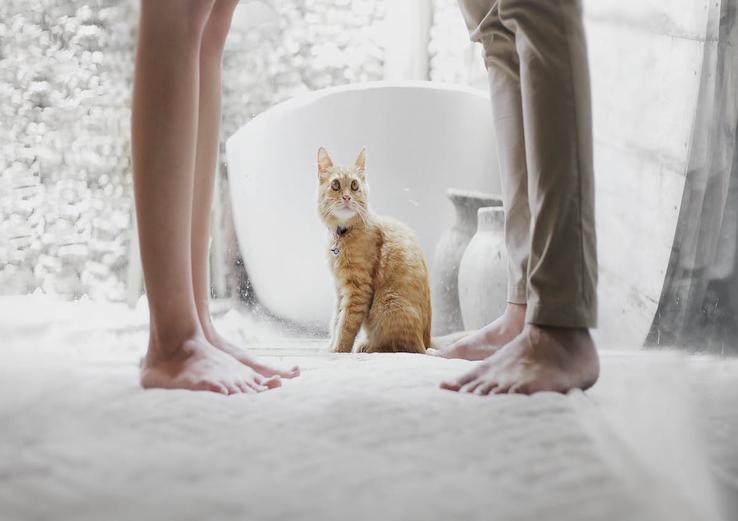 dashboard with why do cats follow you to the bathroom in daylight