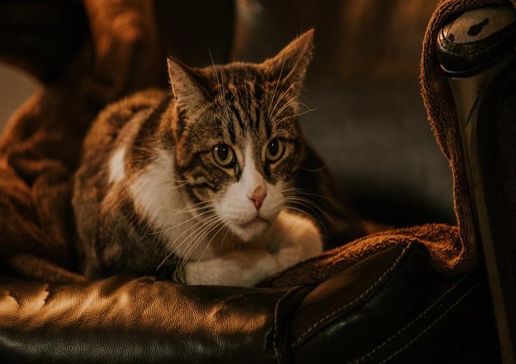 close-up of how to stop cat from scratching leather couch