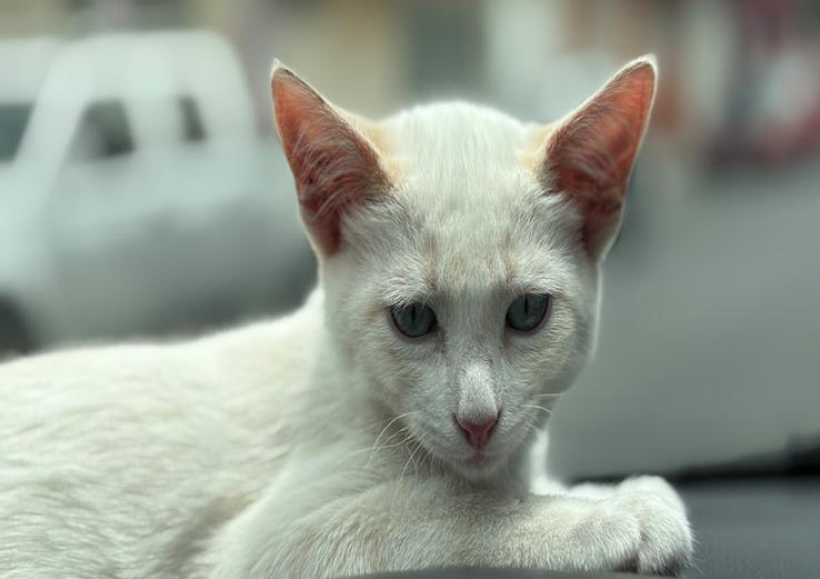 dashboard with signs your cat trusts you in daylight