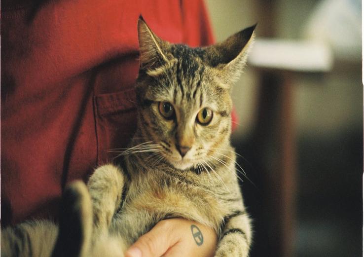 close-up of signs your cat trusts you