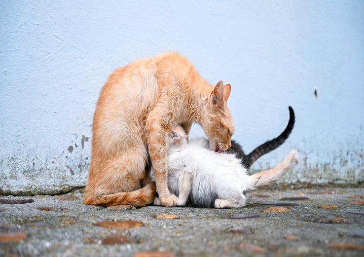 close-up of why is my cat suddenly so affectionate
