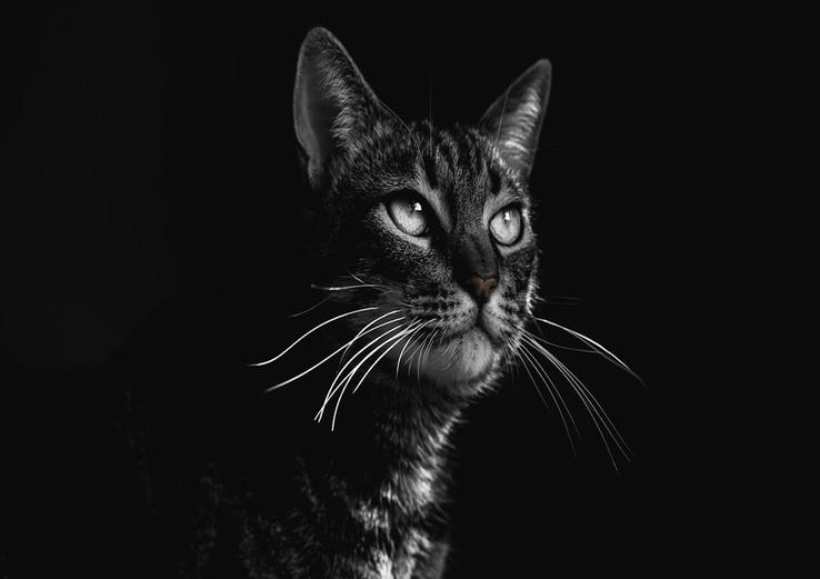 close-up of how to calm down a hyper cat at night