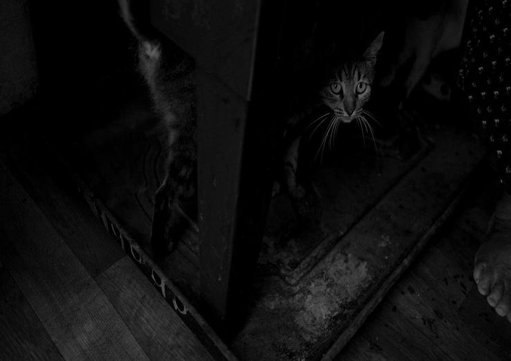 interior with cat chattering at birds meaning 2025