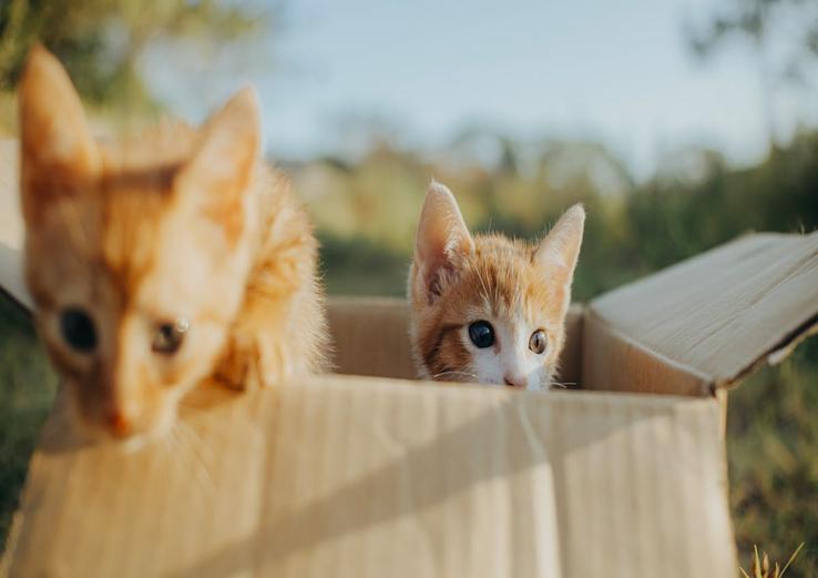 dashboard with why do cats like boxes so much in daylight