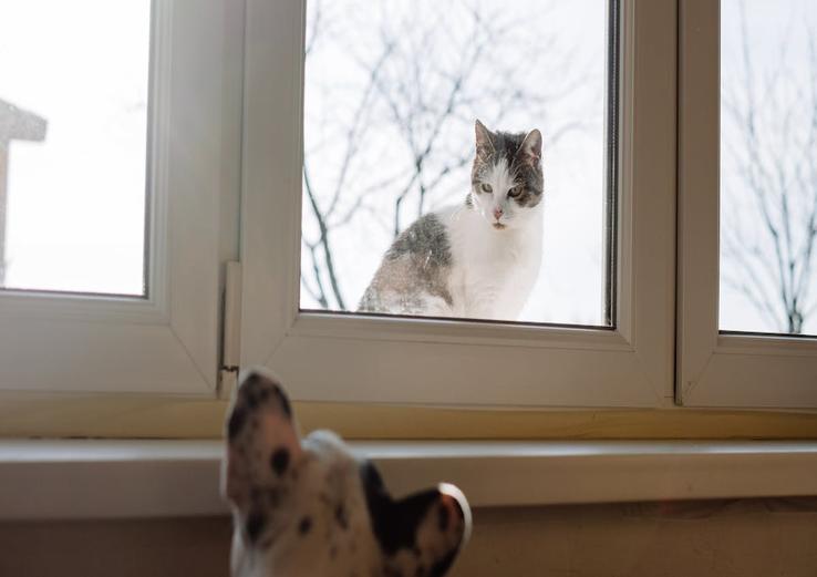 dashboard with introducing a dog to a resident cat in daylight