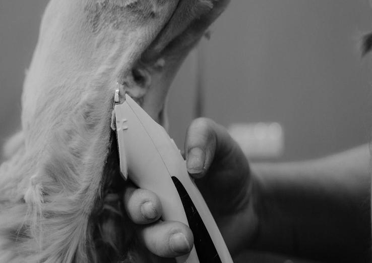 close-up of introducing a dog to a resident cat