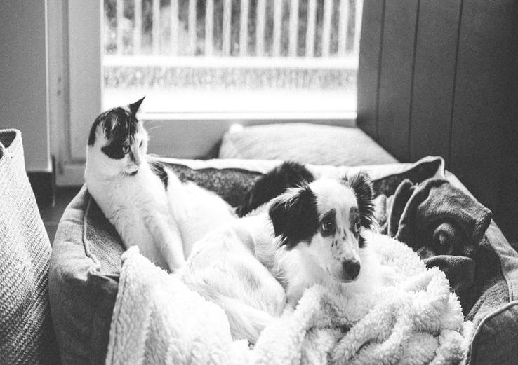 interior with introducing a dog to a resident cat 2025