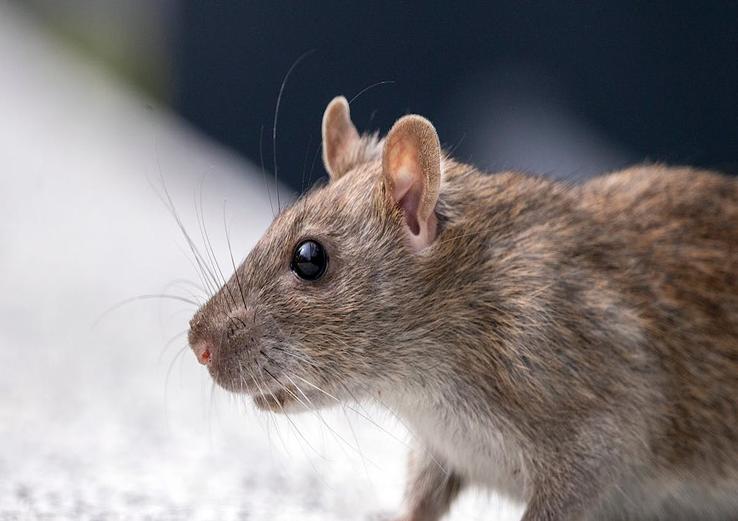 Multiplex serology for Streptobacillus moniliformis and other ‘rat bite fever-like’ microorganisms for seroprevalence studies in rodents