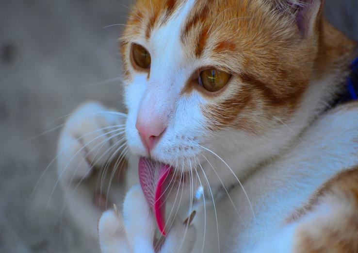 close-up of how to tell if a cat is dehydrated