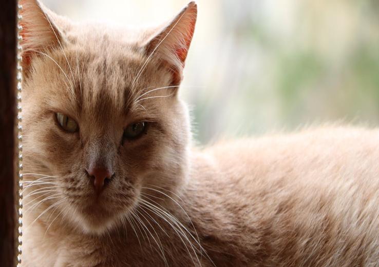 interior with how to tell if a cat is dehydrated 2025