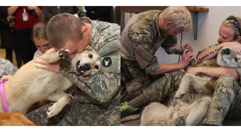 TN A soldier carefully tends to his injured dog on a military base, showcasing the deep bond between dogs and their human companions. On the battlefield, where dogs and people rely on each other, this touching display of care and loyalty touching the hearts of everyone who witnesses it.