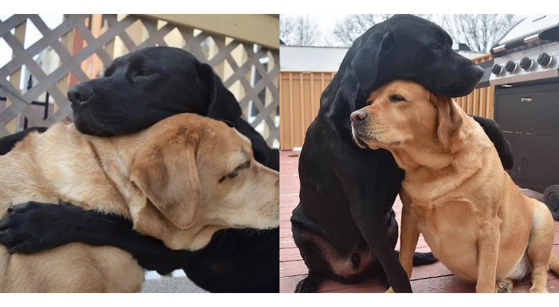 TN The emotionally charged reunion between two dogs after an unimaginable 8-month separation, as they embraced each other passionately, created a deeply moving moment for all the witnesses.