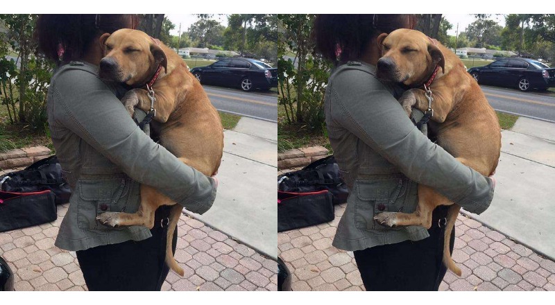 TN After 630 days in the shelter, Lucky the dog finally found a new home. He drifted into a peaceful slumber in his new owner’s arms, bringing tears to the eyes of onlookers
