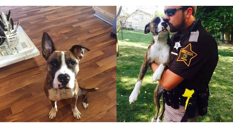 A heartwarming moment, a dog abandoned by her owners and left to fend for herself found a new home and a loving family, thanks to the kind-hearted sheriff who rescued her. 2hi