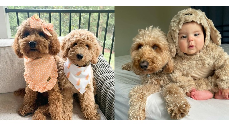 TN Beautifully impressive as the baby enjoys the elegance of a sophisticated outfit while lying alongside the dog, creating a harmonious friendship that radiates happiness, a joy shared and praised endlessly by the online community. ‎