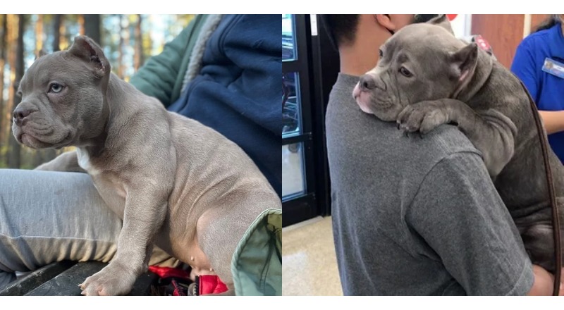 TT TN After spending 550 days in the shelter, the bulldog teared up upon being adopted, offering his new owner a tender, heartfelt hug. This emotional moment sparked profound feelings and generated a buzz on social networks.