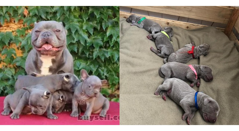 TN The mother pitbull dog radiates joy as she successfully gives birth to 6 adorable puppies, spreading happiness around to the world