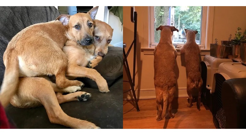 A miraculous encounter: the shelter-adopted canine held onto a person resembling itself, eager to find its first-ever friend, creating a heartwarming moment for the family witnessing this affectionate bond