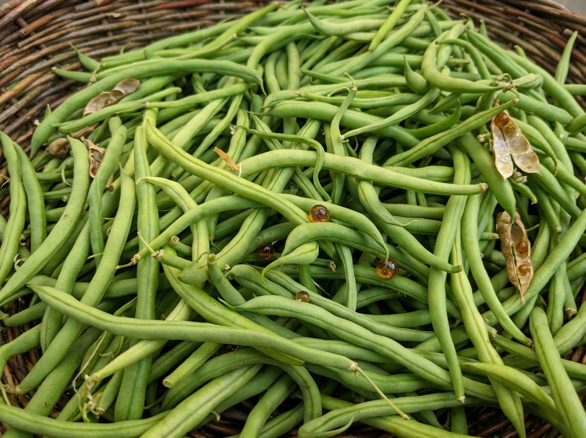 Green beans (IMITEJA)