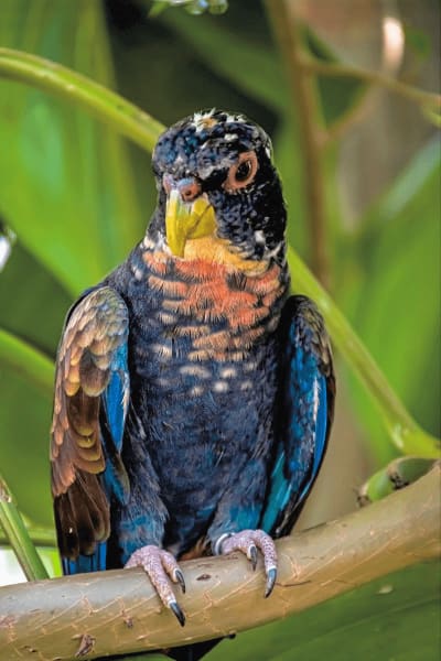 Bronze-winged Pionus