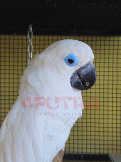 Blue-eyed Cockatoo