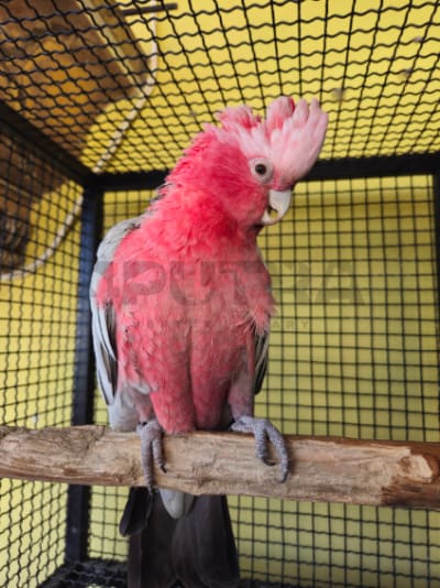 Galah Cockatoo