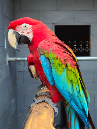 Green Wing Macaw