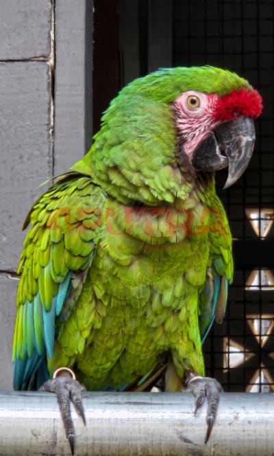 Military Macaw
