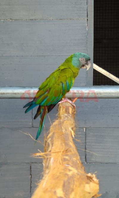 Blue-headed Macaw