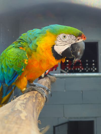 Catalina Macaw